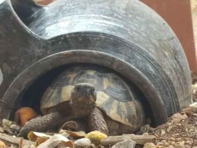 Caceris - Comfort With Terrace Dubrovník