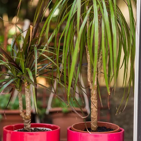 アパート Caceris - Comfort With Terrace ドゥブロブニク