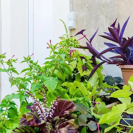 Caceris - Comfort With Terrace ドゥブロブニク