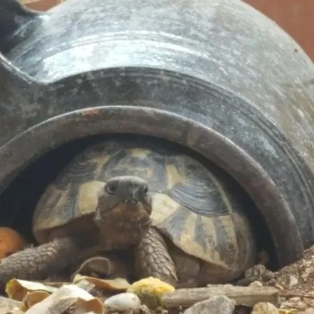 Caceris - Comfort With Terrace 두브로브니크